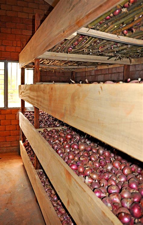 Usc Canada Mali Safo Onion Storage Without Storage Fac Flickr