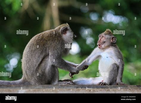 Monkeys Holding Hands Hi Res Stock Photography And Images Alamy