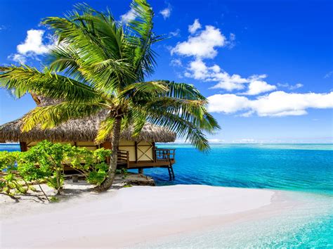 Обои для телефона тропический рай пляж пальмы море океан солнце летом