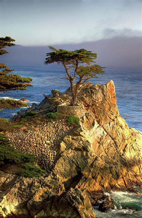 Lone Cypress At Monterey Bay 2009 Photograph By Sarashish Fine Art