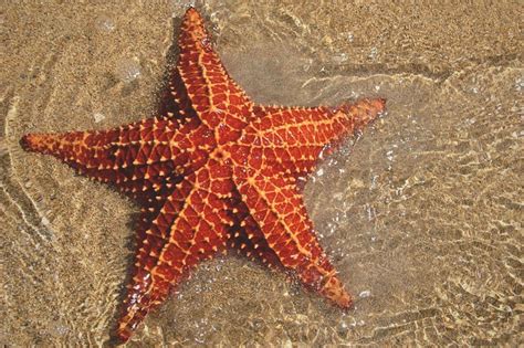 5 Curiosidades De Las Estrellas De Mar Que Todos Deberían Saber