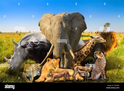 Big Five And Wild African Animals On Savannah Nature Background