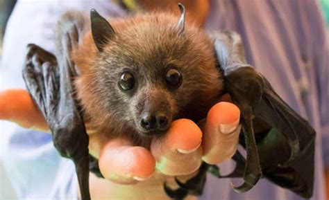 Sydney Wildlife Rescue The Dire Situation With Flying Foxes