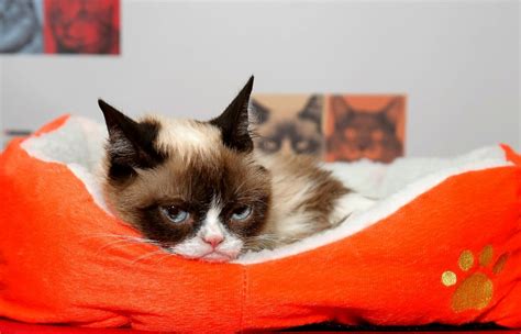 Internet Sensation Grumpy Cat Passes Away