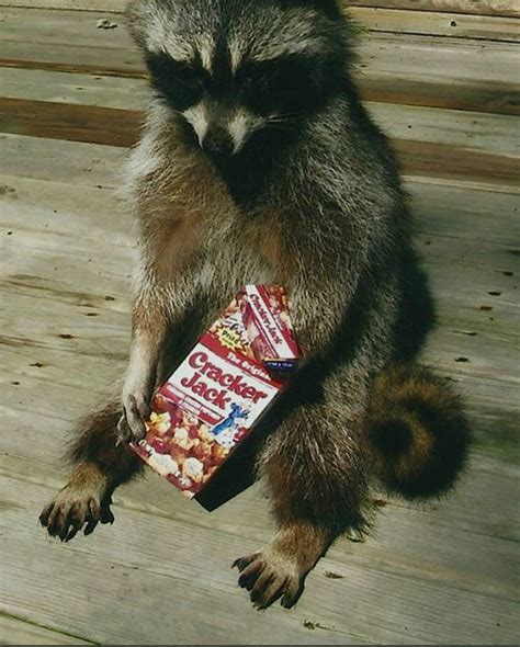 1920x1080px 1080p Free Download Funny Raccoon Cute Hd Phone Wallpaper Peakpx