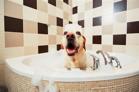 Dog Taking A Bath The Local Realty