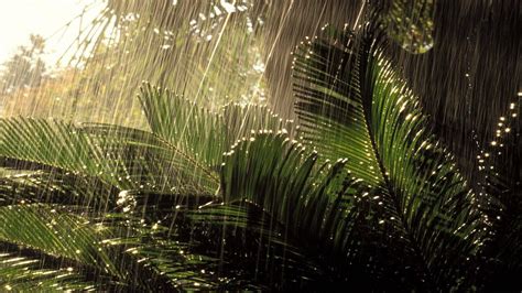 Rainy Nature Wallpapers Top Free Rainy Nature Backgrounds