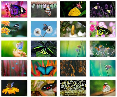 🥇El tema Butterfly para Windows 10 (descargar)