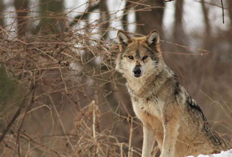 A Turning Point For Mexican Gray Wolves Defenders Of Wildlife