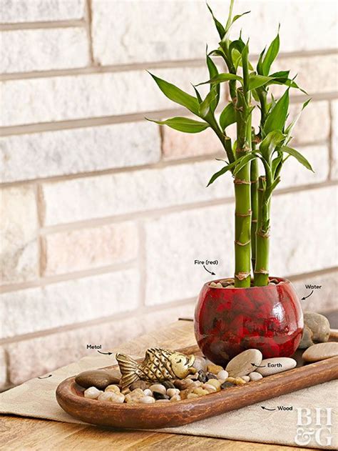 Indoor Bamboo Plant Better Homes And Gardens