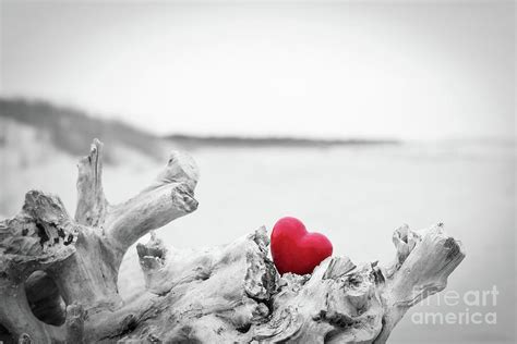 Red Heart In A Tree Trunk On The Beach Love Symbol Red Against Black