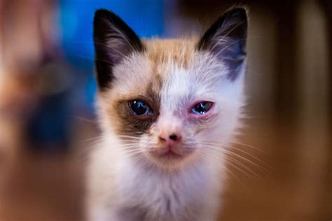 Kitten And Cat Conjunctivitis Somerset County Emergency Vet