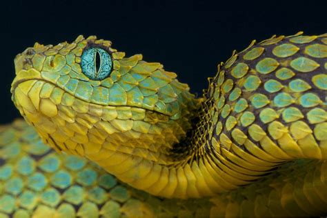Spiny Bush Viper Facts Critterfacts