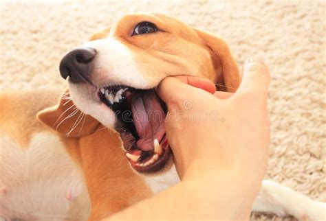 Dog Biting Hand Stock Photo Image Of Biting Domestic 31847126