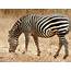 Zebra Grazing Grass  Wallpapers13com