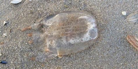 Dangerous Jellyfish May Be Back In Nj