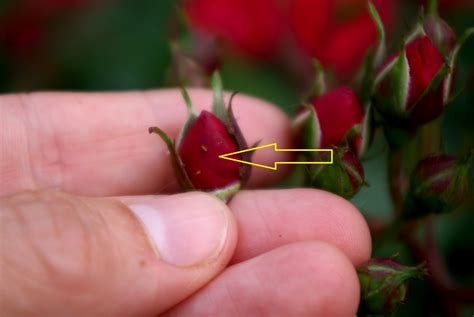 Rose Treatments Most Common Diseases And Pests Of This Flower Nexles
