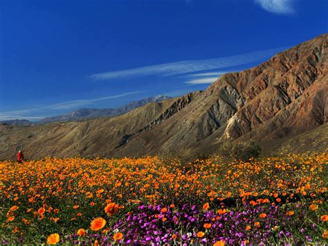 Borrego Springs Ca Where Desert Wildflowers Spring To Life — Joanne