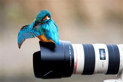 Wallpaper camera (32 pics) in high resolution. birds, Kingfisher, Photography, Camera, Animals, Canon ...