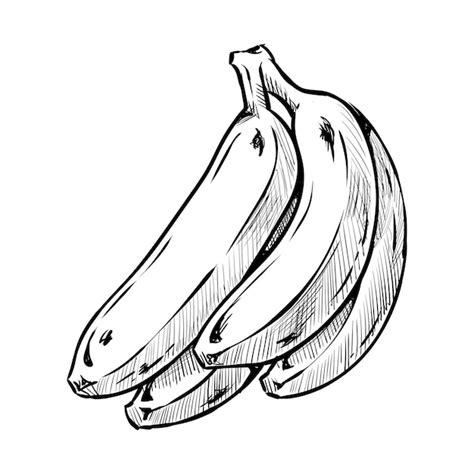 Premium Vector Banana Bunch Illustration In A Hand Drawn Style