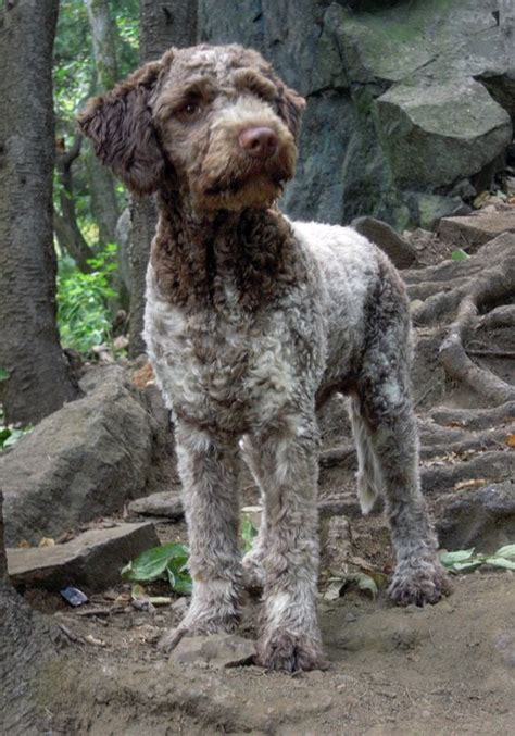 Learn about your this breed of dog with our extensive breed profile. Lagotto Romagnolo Dog Breed Info: Pictures, Personality ...