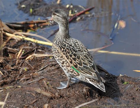 Green Winged Teal Anas Crecca American Form Hen Flickr