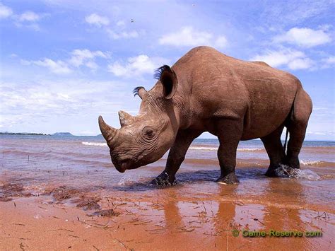 news africa s black rhino declared extinct classic atrl
