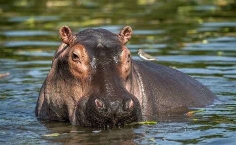 Common Hippopotamus Characteristics And Habitat My Animals