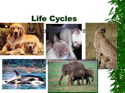 Ppt How Animals Grow And Change Powerpoint Presentation Free
