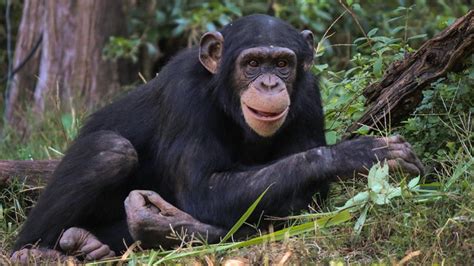 Chimpanzee At Dallas Zoo Dies After Becoming Ill During An