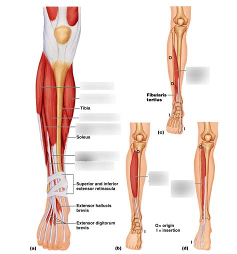 Parts Of Leg Muscle