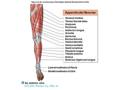 24 Shoulder Muscles Anatomy Quiz Background Altravoceilblog