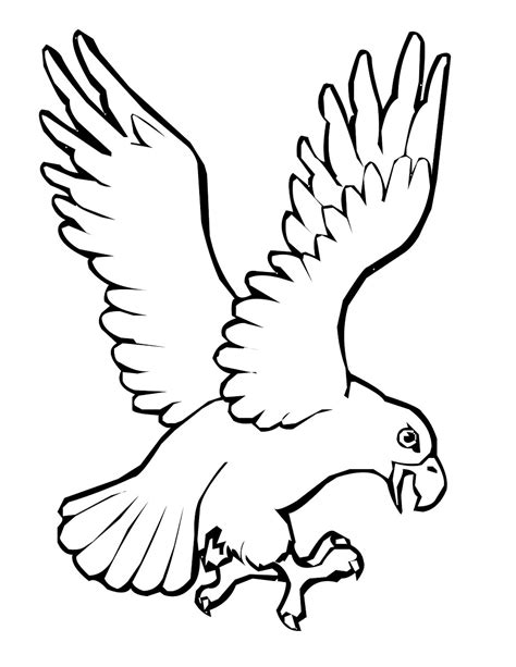 Gambar Sketsa Gambar Burung Hantu Merak Garuda Elang Gambarcoloring