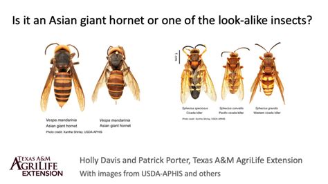 Asian Giant Hornet Compared To Others Agrilife Today
