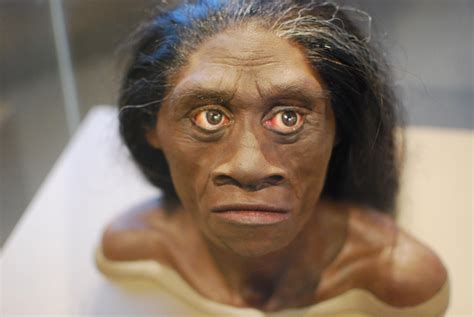 Humans likely wiped out mystery 'hobbit' species from Flores 50,000 ...