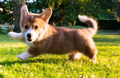 Pembroke Welsh Corgi Breed Characteristics Care Photos Bechewy