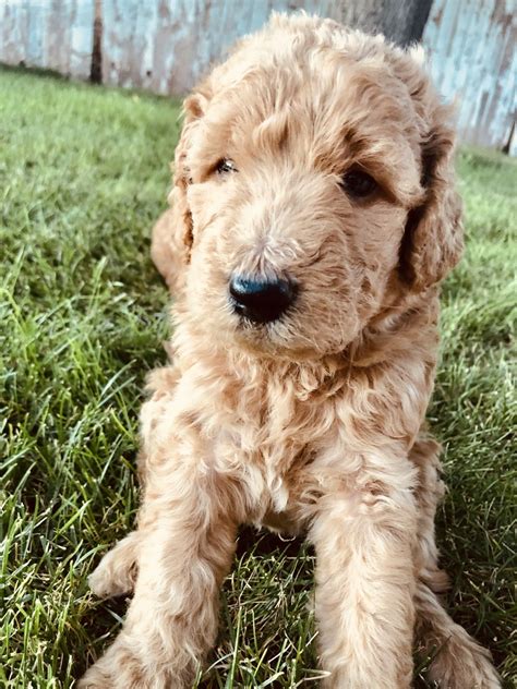 F1b results in breeding an f1 goldendoodle (poodle and golden retriever cross) and a poodle. Goldendoodle Puppies For Sale | Flagstaff, AZ #307085