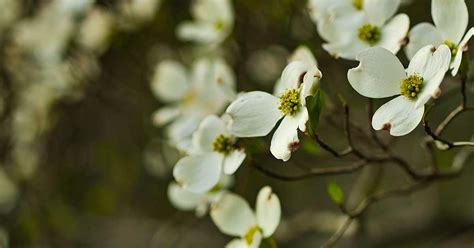 When And How To Fertilize Dogwood Trees The Garden Magazine