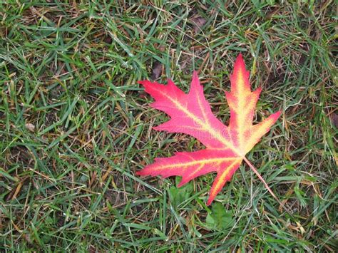 Bright Red Autumn Maple Leaf In The Grass Stock Image Image Of