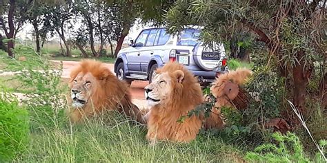 Johannesburg The Magic Of The Lion Park Africa Moja Tours