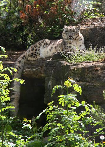 Snow Leopard Marwell Zoo Hampshire Treflyn Flickr