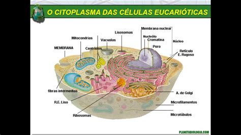 Organelos Celulares Citoplasma Biologa Celular
