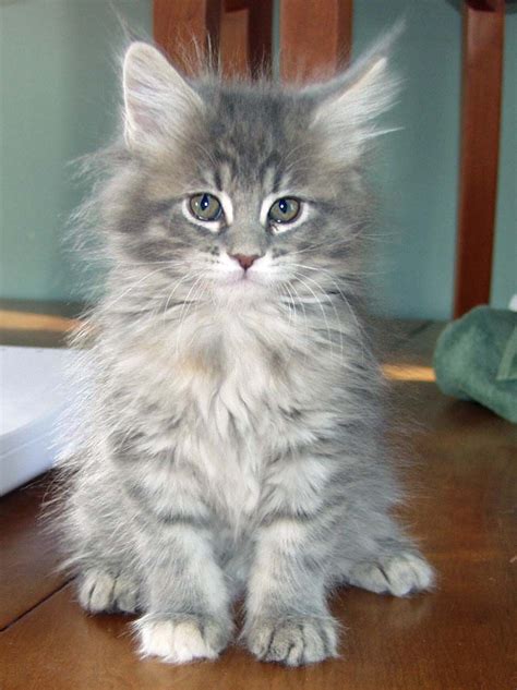Grey Tabby Maine Coon Kittens