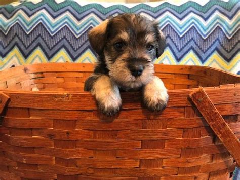 Ready now or taking deposits to hold for next litter. Mini Schnauzer puppies with a health guarantee in Oklahoma ...