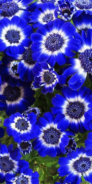 69 Best All Things Blue Images On Pinterest