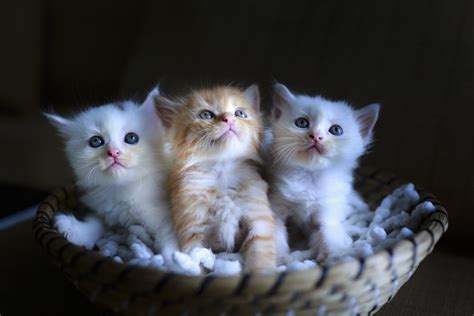 Cute Tiny Kittens 4k Ultra Hd Wallpaper Background Image