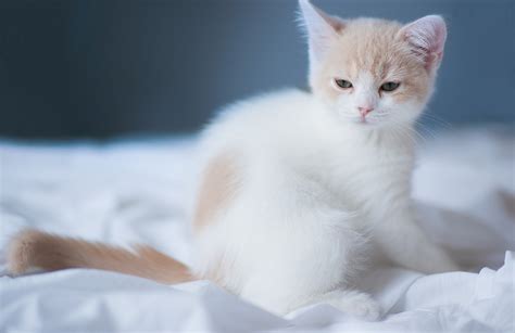 Small White Sleepy Cat Wallpapers And Images Wallpapers