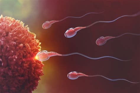 New Discovery In How Sperm Swim Could Explain Some Infertility Cases •