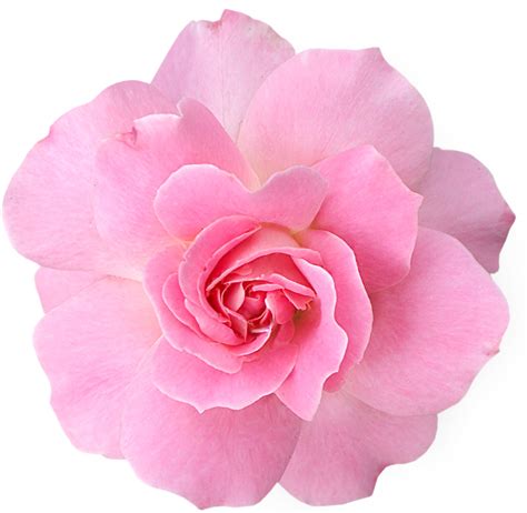 Collection Of Pink Flower Png Pluspng