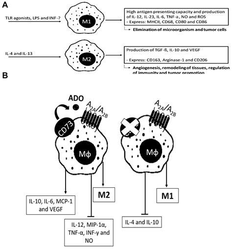 Ijms Free Full Text Inhibition Of The Adenosinergic Pathway In